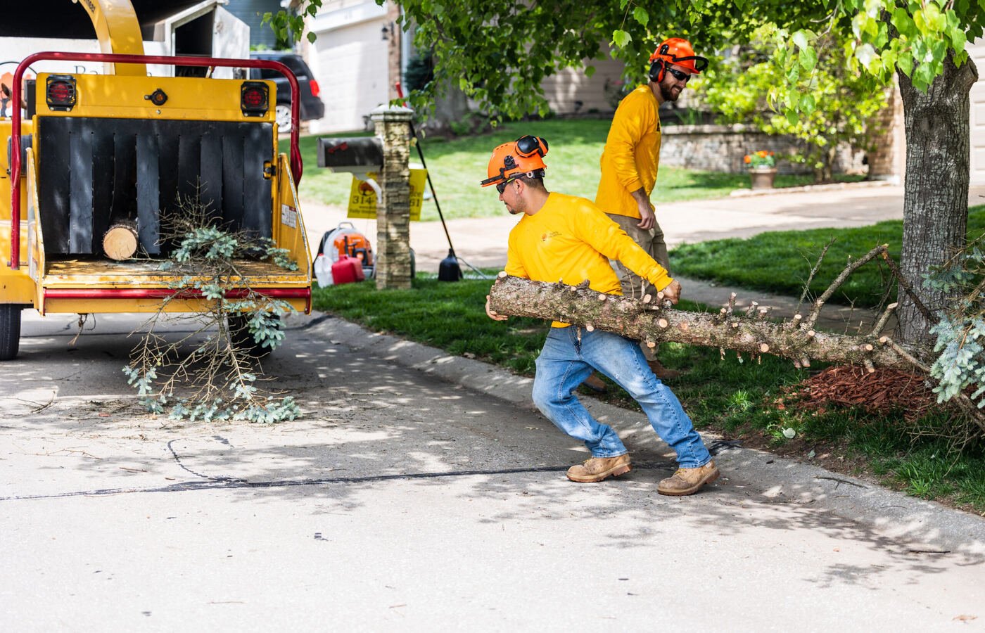 Small tree removal service